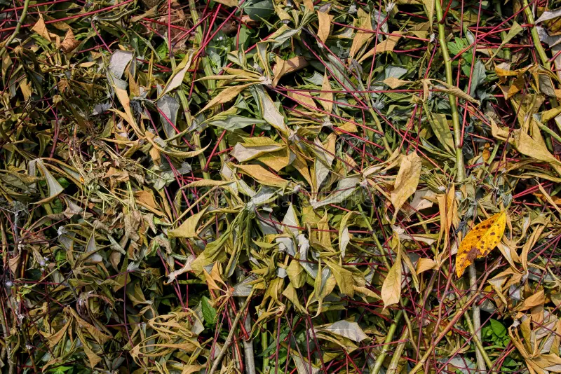 Feuilles de Manioc Séchées